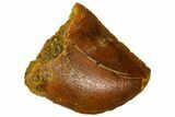 Serrated, Baby Carcharodontosaurus Tooth - Morocco #361028-1